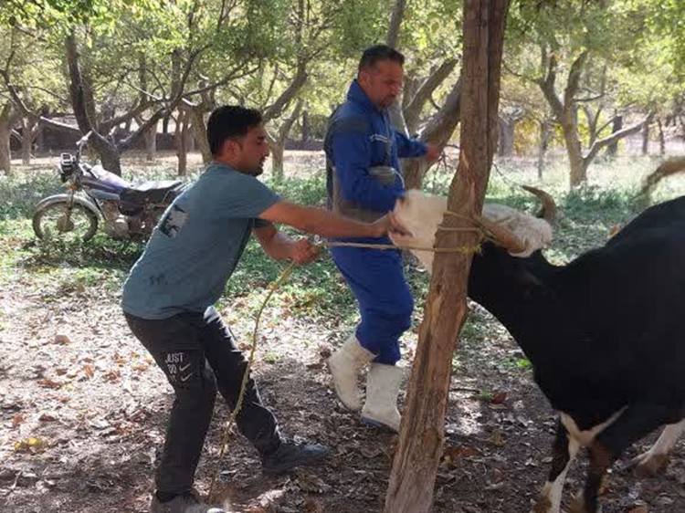 تحقق 100 درصدی پوشش واکسیناسیون لمپی اسکین در شهرستان درگز